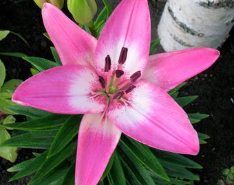 Lilium LA Hybrid Lily Arbatax 3 Flower Bulbs - Summer Pink Blooms in Sun, from Easy to Grow