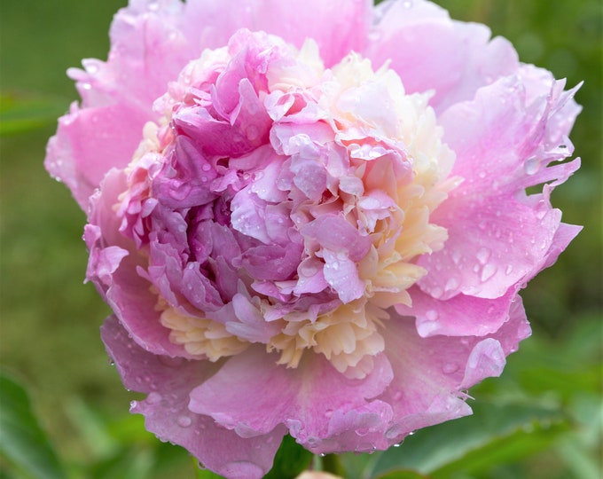 Peony Itoh all That Jazz Itoh Peony 1 Bare Rooted Plant Etsy