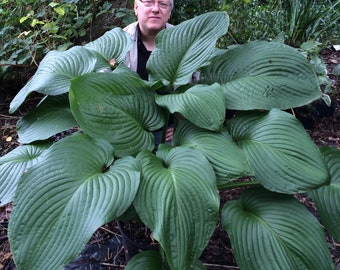 3 Hosta - T-Rex Bareroots/Divisions from Easy to Grow