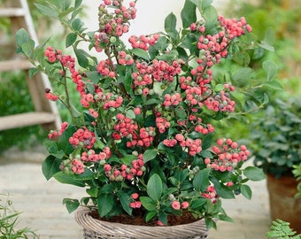 1 Pack Blueberry - Pink Lemonade Potted Plant from Easy to Grow