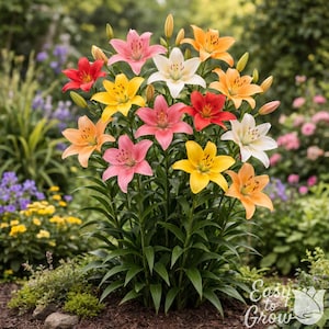 May include: A vibrant cluster of lilies in full bloom, showcasing a variety of colors including red, yellow, pink, orange, and white. The flowers are set against a backdrop of green foliage and other garden plants. The image includes the text "Easy to Grow".