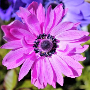Anemone The Admiral 20 Flower Bulbs from Easy to Grow, Spring Blooms Full Sun