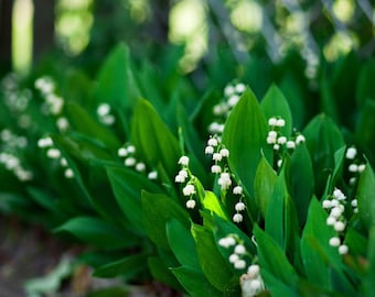 Lily of the Valley Grower's Bunch 25 Flower Bulbs - Spring White Blooms in Partial Shade, from Easy to Grow