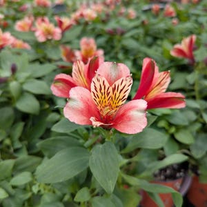 Alstroemeria Husky 2 Potted Plants - Summer Reddish Pink Multicolor Blooms, Quart Pot from Easy to Grow (Peruvian Lily)