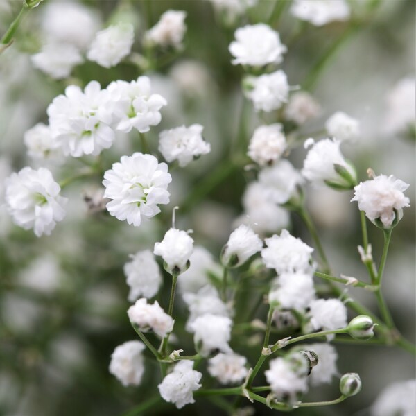 3 Gypsophila - Paniculata Baby's Breath White Bareroots/Divisions from Easy to Grow