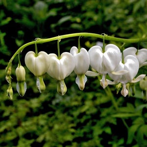 Dicentra Bleeding Heart White 1 Root - Spring to Summer Blooming White Flowers in Shade, from Easy to Grow