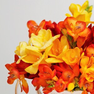 30 Freesia - Burning Embers Collection Flower Bulbs from Easy to Grow