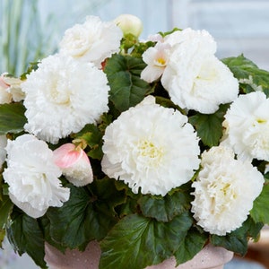 3 Begonia - Giant Ruffled White Flower Bulbs from Easy to Grow