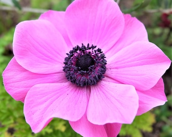 Anemone Rosea Pink 20 Flower Bulbs - Spring Blooms, Easy to Grow