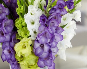 30 Gladiolus - Green, Purple & White Collection Flower Bulbs from Easy to Grow