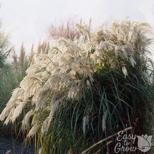 May include: A lush ornamental grass with long, green blades and feathery, cream-colored plumes. The plant is full and dense, creating a soft, textured appearance. The image is set against a bright, slightly blurred background, highlighting the plant's natural beauty.