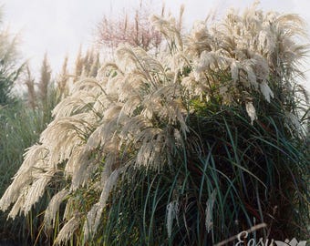 Miscanthus Purpurascens 2 Potted Plants - Multicolor Ornamental Grass in Sun, Quart Pot from Easy to Grow