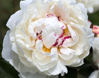 Peony Festiva Maxima 1 Root Division - Spring Fragrant Cream & Purple Blooms in Sun, from Easy to Grow