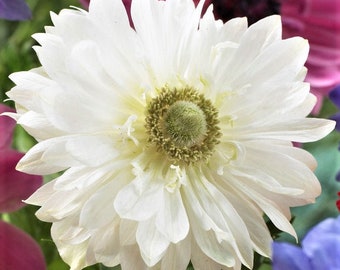 Clearance 20 Anemone - Mount Everest Flower Bulbs from Easy to Grow