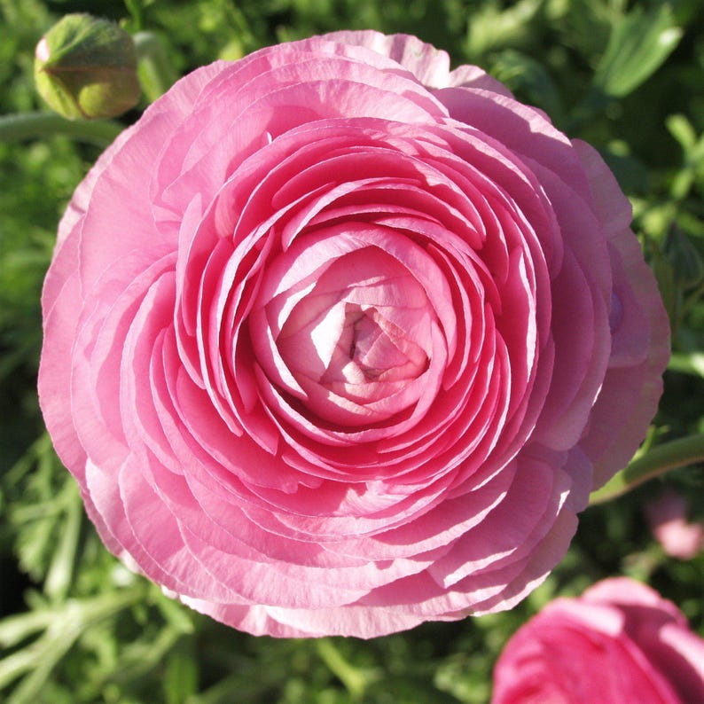 Ranunculus Pink 10 Buttercup Flower Bulbs - Spring Blooms Full Sun in Temperate Sun, from Easy to Grow image 3