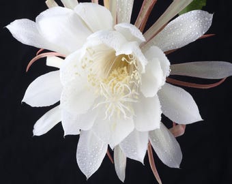 Epiphyllum Queen of the Night Orchid Cactus 2 Pack Potted Plants from Easy to Grow - Fragrant Summer Blooms