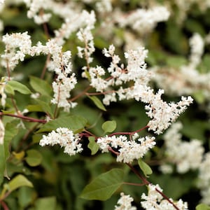 May include: Close-up of a flowering plant with clusters of small, white blossoms. The flowers are set against a backdrop of green leaves and reddish-brown stems, creating a natural, textured appearance. The image highlights the delicate details of the blooms.