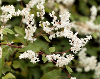 Silver Lace Vine 1 Potted Plant - Summer Fragrant White Flowers, Quart Pot from Easy to Grow (Polygonum)