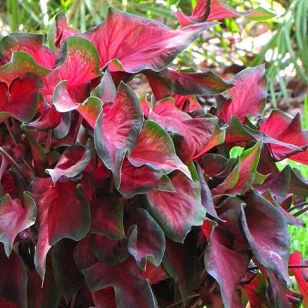 3 Caladium - Red Ruffles Flower Bulbs from Easy to Grow