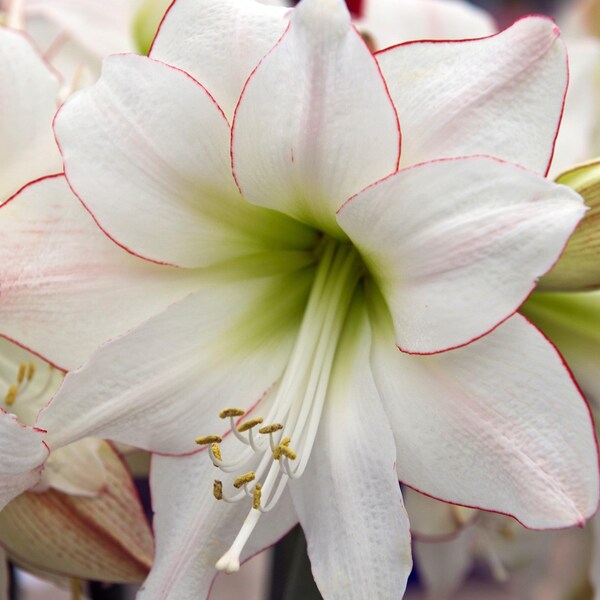 Clearance - 1 Amaryllis Picotee Flower Bulb from Easy to Grow