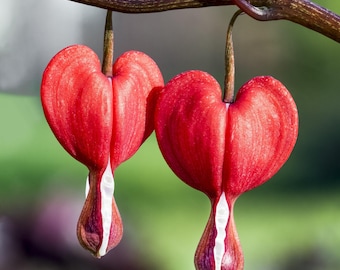 Dicentra Bleeding Hearts Valentine 1 Root - Spring Red & White Blooms in Partial Shade, from Easy to Grow