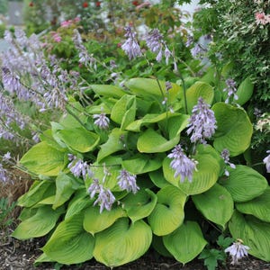 Hosta Sum and Substance 3 Roots - Summer Blooms Chartreuse Foliage in Shade, from Easy to Grow