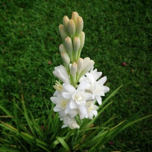 Clearance - Tuberose Bulbs Fragrant White Double Flower Form from Easy to Grow