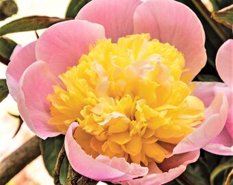 Clearance - 1 Peony Butter Bowl Bareroot/Division from Easy to Grow