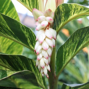 Ginger Shell Variegated Alpinia 1 Potted Plant - Summer Tropical Blooms, Quart Pot from Easy to Grow