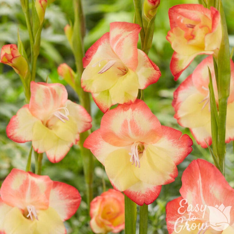 Easy to Grow Bulbs Hardy Gladiolus Las Vegas
