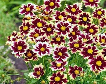 3 Pack Coreopsis Plant - Solar Fancy Potted Plant from Easy to Grow