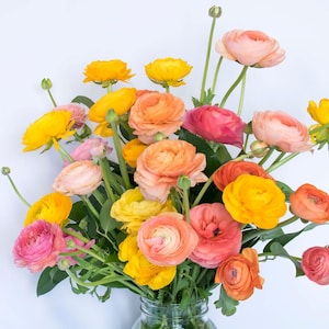 Ranunculus asiaticus 'Tropical Sunset' 30 Buttercup Flower Bulbs from Easy to Grow, Spring Blooms