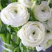 see more listings in the Anemones, Ranunculus section