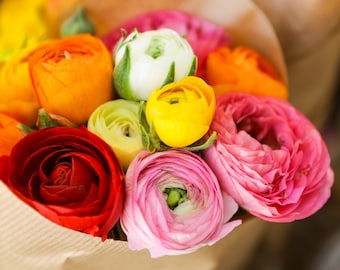 Ranunculus Rainbow Mix 10 Buttercup Flower Bulbs, Spring Blooms Full Sun from Easy to Grow