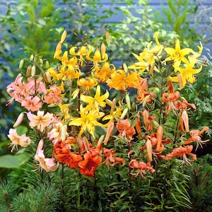 Clearance - 6 Lilium Wild About Tiger Lily Mix Flower Bulbs from Easy to Grow