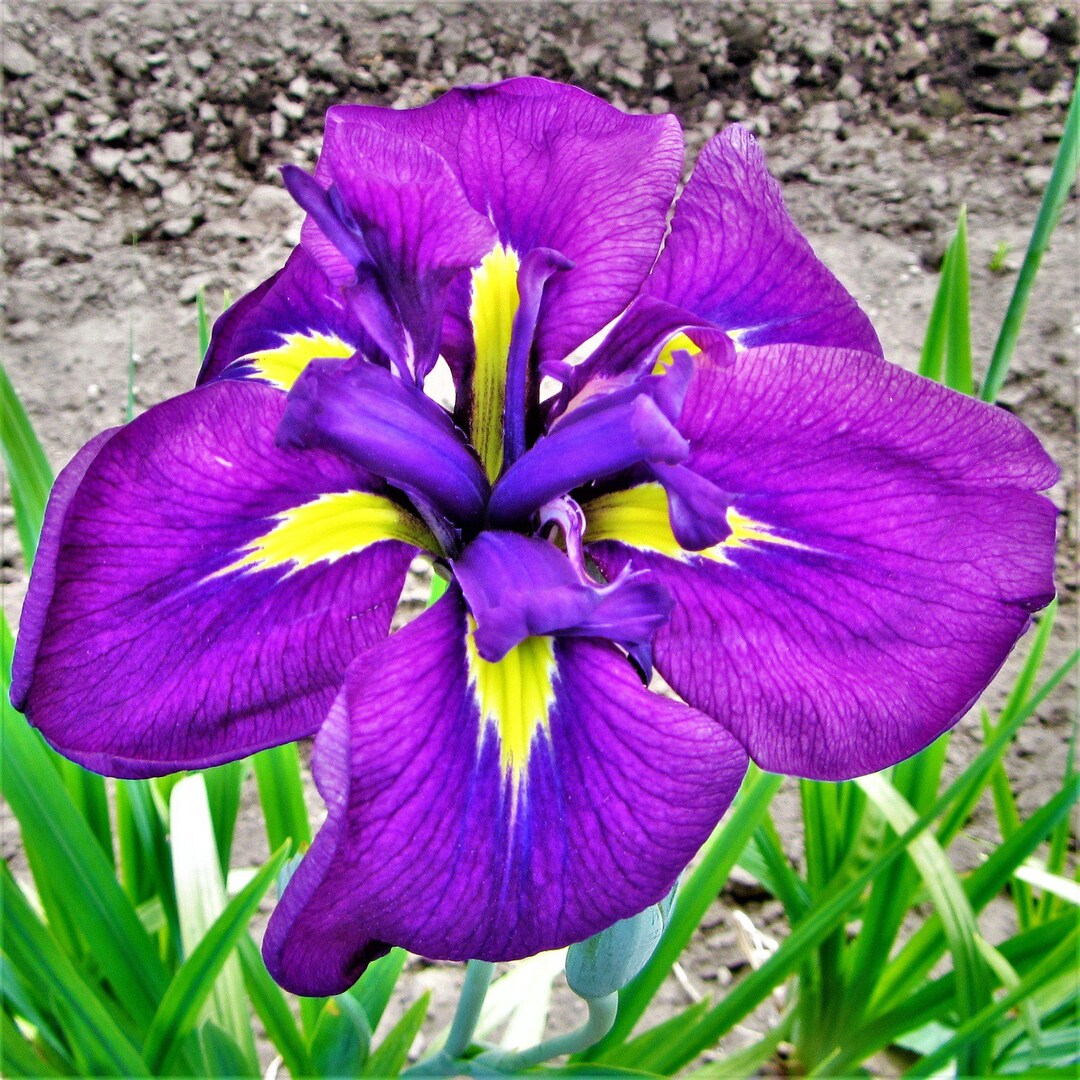 1 Japanese Iris Royal Robes Bareroot/division From Easy to Grow Etsy