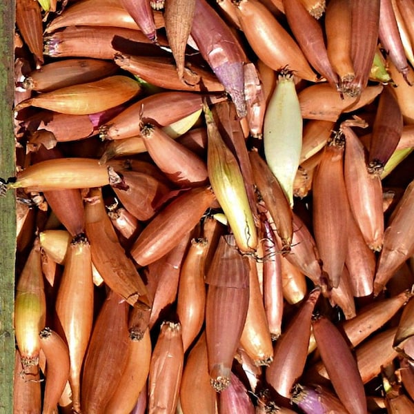 Shallot Bulbs Starters 6 Pack from Easy to Grow