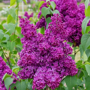Lilac Common Purple 1 Potted Plant - Rooted in a Quart Pot, Spring Fragrant Purple Flowers, Easy to Grow (Syringa)