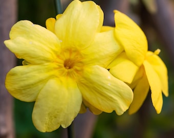 Jasmine Winter Yellow Nudiflorum - 2 Pack Potted Plants from Easy to Grow