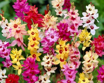 Clearance 80 Ixia - Magic Wand Mix Flower Bulbs from Easy to Grow