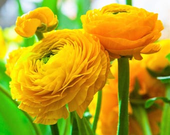 Ranunculus Buttercup Yellow 10 Flower Bulbs - Spring Yellow Blooms in Temperate Sun, from Easy to Grow