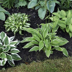 Hosta Stained Glass Full Sun Live Plant Perennial Starter Root Etsy