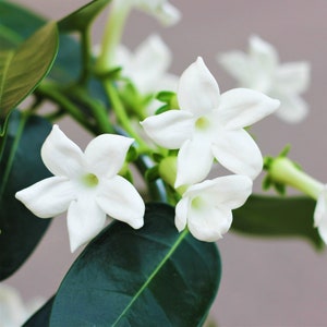 1 Pack Jasmine - White Madagascar Potted Plant from Easy to Grow