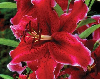 3 Lilium - Oriental Lily Rio Negro Flower Bulbs from Easy to Grow