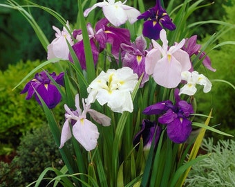 5 Japanese Iris - Zen Garden Mix Bareroots/Divisions from Easy to Grow