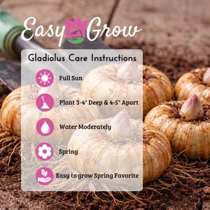 Gladiolo Nanus Mix resistente, 30 bulbos. Las flores florecen de primavera a verano al sol. Fácil de cultivar. imagen 3
