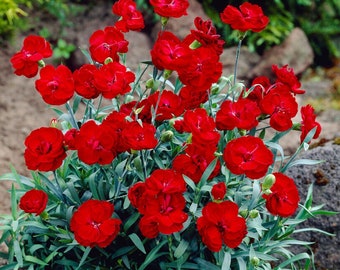 3 Pack Dianthus - Cherry Pie Potted Plant from Easy to Grow