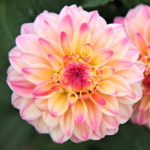 3 Dahlia - Gallery Secret Glow Divisions (Multiple Tubers) from Easy to Grow