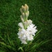 see more listings in the Other Bulbs & Roots section