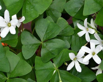 Oxalis Regnellii Lucky Shamrock 20 Flower Bulbs - White Blooms & Green Foliage, from Easy to Grow